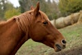 Head portrait of a young thoroughbred stallion on ranch autumnal weather Royalty Free Stock Photo