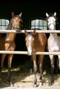 Thoroughbred young horses looking over wooden barn door in stable at ranch on sunny summer day Royalty Free Stock Photo