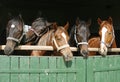 Thoroughbred young horses looking over wooden barn door in stable at ranch on sunny summer day Royalty Free Stock Photo