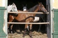 Thoroughbred young horses looking over wooden barn door in stable at ranch on sunny summer day Royalty Free Stock Photo