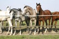 Thoroughbred young horses standing at the corral gate Two thoroughbred young horses standing at the corral gate Royalty Free Stock Photo