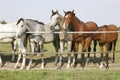 Thoroughbred young horses standing at the corral gate Two thoroughbred young horses standing at the corral gate Royalty Free Stock Photo