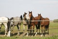 Thoroughbred young horses standing at the corral gate Two thoroughbred young horses standing at the corral gate Royalty Free Stock Photo