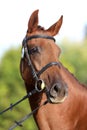 Close up of a chestnut colored race horse on natural green blur background in sunshine