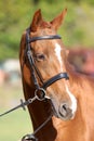 Close up of a chestnut colored race horse on natural green blur background in sunshine