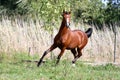 Thoroughbred young stallion canter on summer meadow Royalty Free Stock Photo