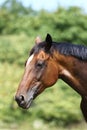 Head of a young thoroughbred horse on the summer meadow Royalty Free Stock Photo