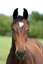 Head of a young thoroughbred horse on the summer meadow Royalty Free Stock Photo