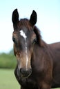 Head of a young thoroughbred horse on the summer meadow Royalty Free Stock Photo