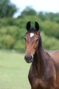 Head of a young thoroughbred horse on the summer meadow Royalty Free Stock Photo