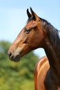 Head of a young thoroughbred horse on the summer meadow Royalty Free Stock Photo