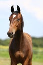 Head of a young thoroughbred horse on the summer meadow Royalty Free Stock Photo