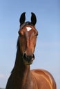 Head of a young thoroughbred horse on the summer meadow Royalty Free Stock Photo