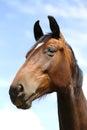 Head of a young thoroughbred horse on the summer meadow Royalty Free Stock Photo