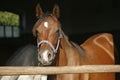 Portrait closeup of a thoroughbred horse in the barn door