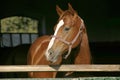Portrait closeup of a thoroughbred horse in the barn door