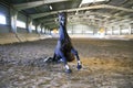 Thoroughbred youngster wake upp after sand bath in empty riding Royalty Free Stock Photo
