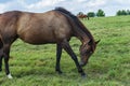 Thoroughbreds grazing on a Kentucky horse farm Royalty Free Stock Photo