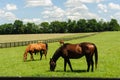 Thoroughbreds grazing on a Kentucky horse farm Royalty Free Stock Photo