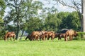 Thoroughbreds grazing on a Kentucky horse farm Royalty Free Stock Photo