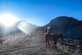 Thorung La Pass - A horse on the trail to high Himalayan Pass