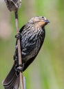 Female Redwing Blackbird in Acushnet River Reserve, New Bedford, Massachusetts