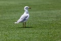 Thoughful lone silver gull