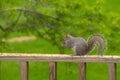 Squirrel praying for more food