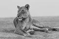 Lioness looking thoughfully in black and white Royalty Free Stock Photo