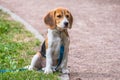 A thoughtful Beagle puppy with a blue leash on a walk in a city park. Portrait of a nice puppy.