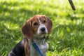 A thoughtful Beagle puppy with a blue leash on a walk in a city park. Portrait of a nice puppy.