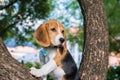 A thoughtful Beagle puppy with a blue leash on a walk in a city park. Portrait of a nice puppy.