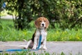 A thoughtful Beagle puppy with a blue leash on a walk in a city park. Portrait of a nice puppy.