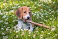 A thoughtful Beagle puppy with a blue leash on a walk in a city park. Portrait of a nice puppy.