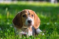 A thoughtful Beagle puppy with a blue leash on a walk in a city park. Portrait of a nice puppy.