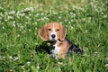 A thoughtful Beagle puppy with a blue leash on a walk in a city park. Portrait of a nice puppy.