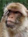 Thoughtful berber monkey, Macaca sylvanus