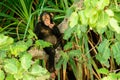 A thoughtful Chimp Royalty Free Stock Photo
