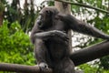 Chimp in zoo Royalty Free Stock Photo