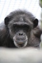 Thoughtful chimp Royalty Free Stock Photo