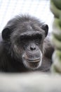 Thoughtful chimp Royalty Free Stock Photo