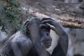 a thoughtful chimpanzee from the berlin zoo