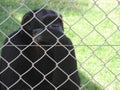 Thoughtful chimpanzee