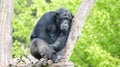 Thoughtful chimpanzee in a zoo