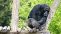 Thoughtful chimpanzee in a zoo Royalty Free Stock Photo