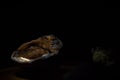 Thoughtful close up of an empty walnut shell with illuminated inside in the darkness