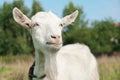 Thoughtful cute funny white goat head outdoor in summer with neck chain, face looking into distance,showing tongue in