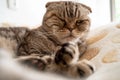 Thoughtful, dissatisfied cat, Scottish Fold with a funny expression on the muzzle lies on the bed.