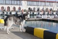 Thoughtful dog breed Husky stands against the background of yachts