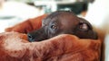 Thoughtful dog of the xoloitzcuintle breed rests on a blanket.